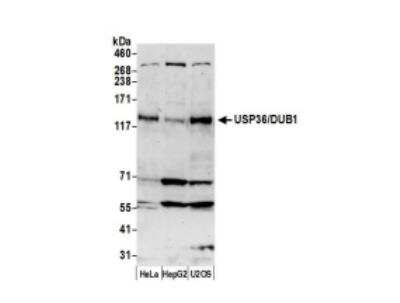 Western Blot: USP36 Antibody [NB100-40832]