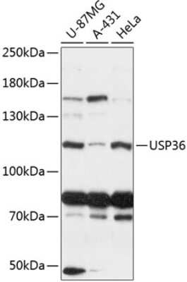 Western Blot: USP36 AntibodyAzide and BSA Free [NBP2-94367]