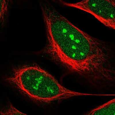 Immunocytochemistry/ Immunofluorescence: USP37 Antibody [NBP1-82901]