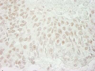 Immunohistochemistry: USP37 Antibody [NB110-40696]