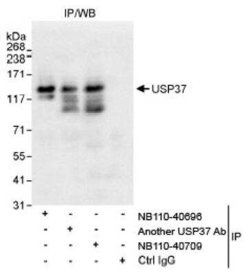 Immunoprecipitation: USP37 Antibody [NB110-40696]