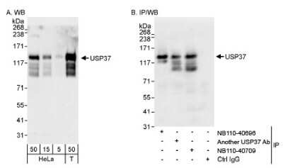 Western Blot: USP37 Antibody [NB110-40709]