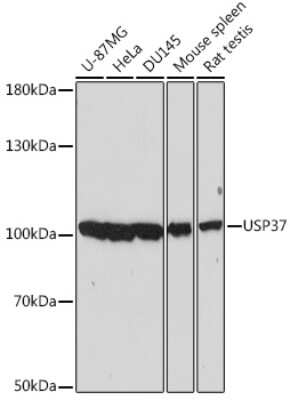 Western Blot: USP37 AntibodyAzide and BSA Free [NBP2-93544]