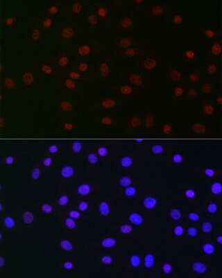 Immunocytochemistry/ Immunofluorescence: USP39 Antibody (1S9R9) [NBP3-16119]