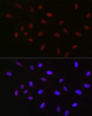 Immunocytochemistry/ Immunofluorescence: USP39 Antibody (1S9R9) [NBP3-16119]