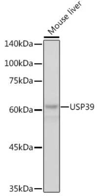 Western Blot: USP39 Antibody (1S9R9) [NBP3-16119]