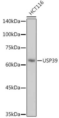 Western Blot: USP39 Antibody (9E7O2) [NBP3-15474]