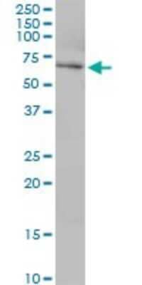 Western Blot: USP39 Antibody [H00010713-B01P]