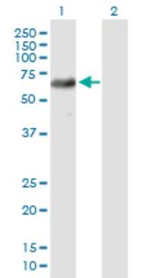 Western Blot: USP39 Antibody [H00010713-B01P]