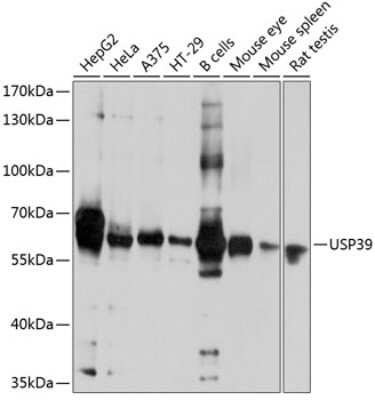 Western Blot: USP39 AntibodyAzide and BSA Free [NBP2-93304]