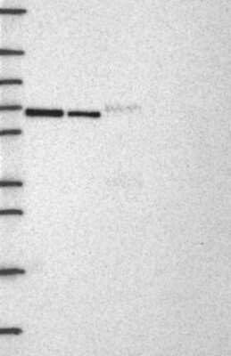 Western Blot: USP39 Antibody [NBP3-17961]