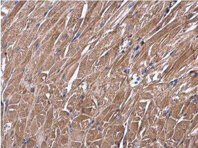 Immunohistochemistry-Paraffin: USP4 Antibody [NBP2-20834]