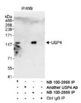 Immunoprecipitation: USP4 Antibody [NB100-2868]