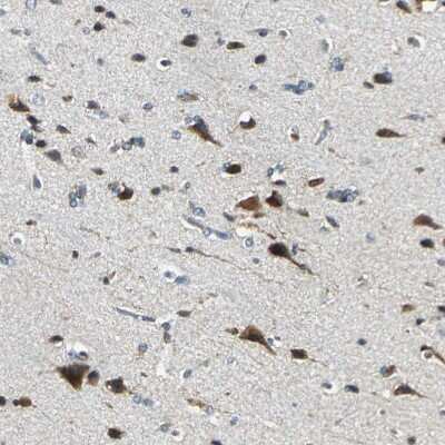 Immunohistochemistry-Paraffin: USP40 Antibody [NBP1-90426]