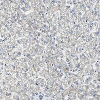 Immunohistochemistry-Paraffin: USP40 Antibody [NBP1-90426]