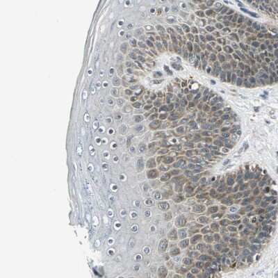 Immunohistochemistry-Paraffin: USP40 Antibody [NBP1-90426]