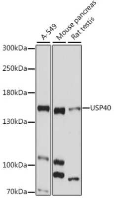 Western Blot: USP40 AntibodyAzide and BSA Free [NBP2-94287]