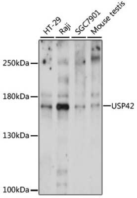 Western Blot: USP42 AntibodyAzide and BSA Free [NBP2-94373]