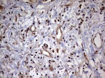 Immunohistochemistry: USP44 Antibody (OTI1D1) [NBP2-46306]