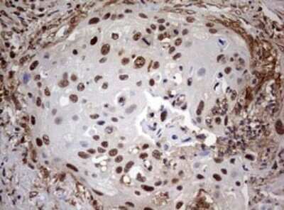 Immunohistochemistry: USP44 Antibody (OTI1D1) [NBP2-46306]