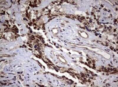 Immunohistochemistry: USP44 Antibody (OTI1D1) - Azide and BSA Free [NBP2-74811]