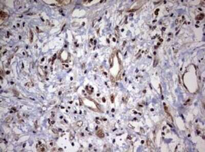 Immunohistochemistry: USP44 Antibody (OTI1D1) - Azide and BSA Free [NBP2-74811]