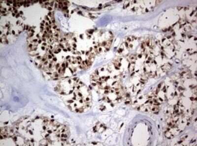Immunohistochemistry: USP44 Antibody (OTI1D1) - Azide and BSA Free [NBP2-74811]