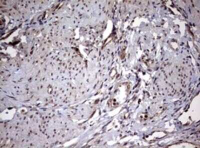 Immunohistochemistry: USP44 Antibody (OTI1D1) - Azide and BSA Free [NBP2-74811]