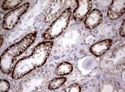 Immunohistochemistry: USP44 Antibody (OTI1D1) - Azide and BSA Free [NBP2-74811]