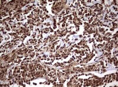 Immunohistochemistry: USP44 Antibody (OTI1D1) - Azide and BSA Free [NBP2-74811]
