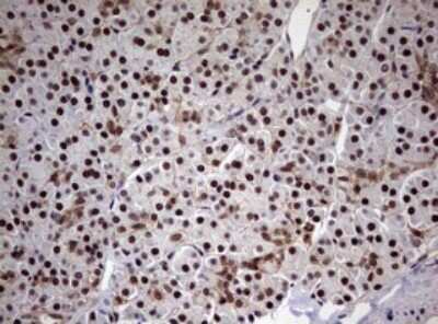 Immunohistochemistry: USP44 Antibody (OTI1D1) - Azide and BSA Free [NBP2-74811]
