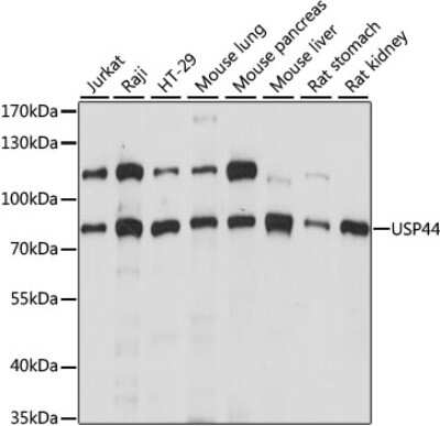 Western Blot: USP44 AntibodyAzide and BSA Free [NBP2-93187]