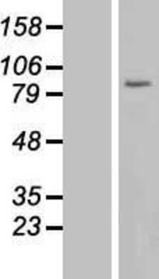 Western Blot: USP44 Overexpression Lysate [NBL1-17664]