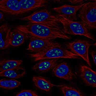 Immunocytochemistry/ Immunofluorescence: USP46 Antibody (CL0363) [NBP2-52923]
