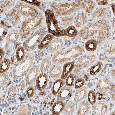 Immunohistochemistry-Paraffin: USP46 Antibody [NBP1-82293]