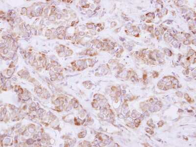 Immunohistochemistry-Paraffin: USP46 Antibody [NBP2-20835]