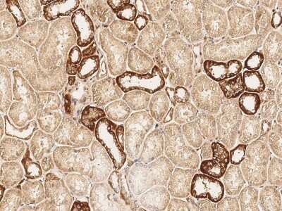 Immunohistochemistry-Paraffin: USP46 Antibody [NBP2-99882]