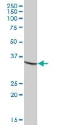 Western Blot: USP46 Antibody [H00064854-B01P]