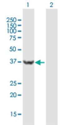 Western Blot: USP46 Antibody [H00064854-B01P]