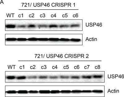 Western Blot: USP46 Antibody [NBP1-82293]