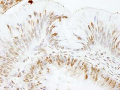 Immunohistochemistry-Paraffin: USP47 Antibody [NB100-57487]