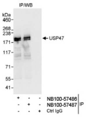 Immunoprecipitation: USP47 Antibody [NB100-57487]