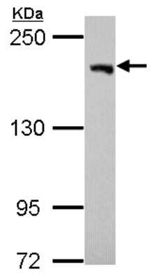 Western Blot: USP47 Antibody [NBP2-20836]
