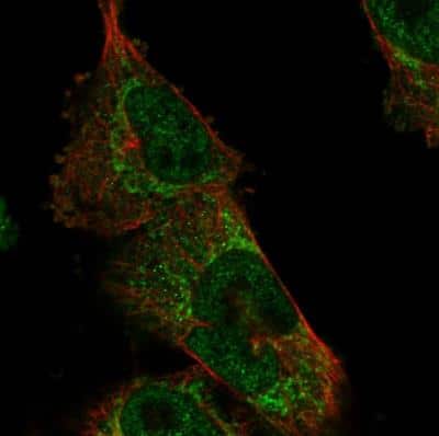Immunocytochemistry/ Immunofluorescence: USP48 Antibody [NBP1-83751]