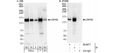 Western Blot: USP48 Antibody [NB100-59838]