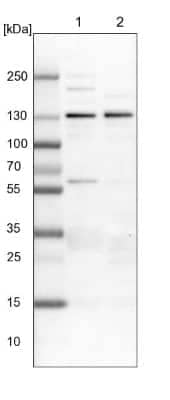 Western Blot: USP48 Antibody [NBP1-83751]