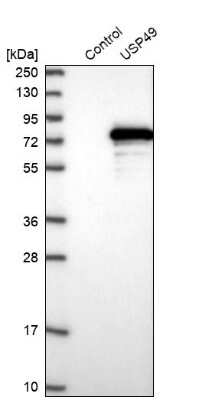 Western Blot: USP49 Antibody [NBP1-81174]