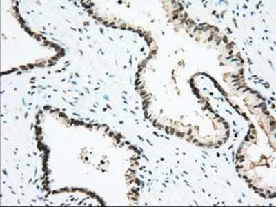 Immunohistochemistry-Paraffin: Isopeptidase T/USP5 Antibody (OTI2E3) [NBP2-02648]
