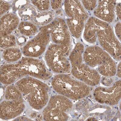 Immunohistochemistry-Paraffin: USP50 Antibody [NBP1-86247]