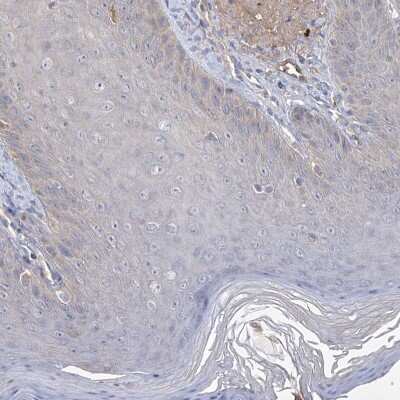 Immunohistochemistry-Paraffin: USP50 Antibody [NBP1-86247]